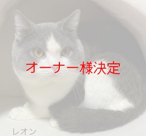 画像1: 里親募集🎶スコティッシュの男の子♪（オーナー様決定 ）