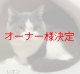 里親募集🎶スコティッシュの男の子♪（ ）