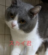 里親募集🎶ブリティッシュの男の子♪（ ）