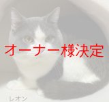 画像: 里親募集🎶スコティッシュの男の子♪（ ）