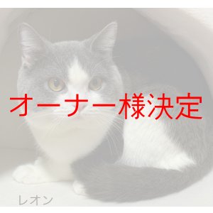 画像: 里親募集🎶スコティッシュの男の子♪（ ）