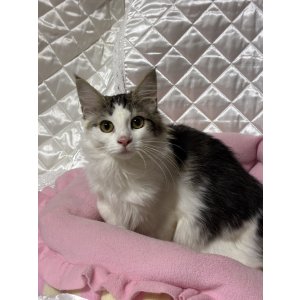 画像: 里親募集🎶可愛い美愛ちゃん( みあちゃん)