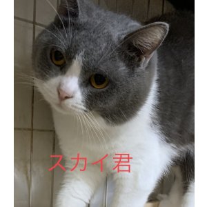 画像: 里親募集🎶ブリティッシュの男の子♪( )