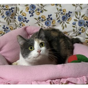 画像: 里親募集🎶マンチカン短足の女の子♪( )