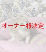 画像: スコティッシュの女の子〈マリアンちゃん）