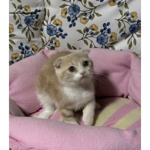 画像: スコティッシュの女の子〈マリアンちゃん)