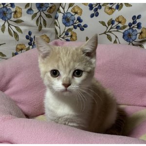 画像: スコティッシュの女の子〈リリアンちゃん)