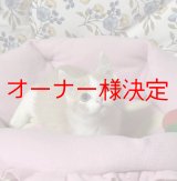 画像: スコティッシュの男の子〈アンセル君）