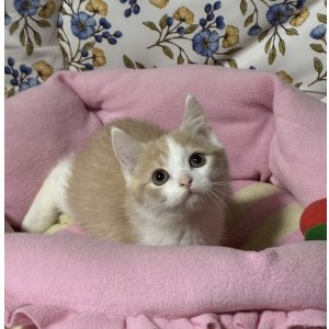 画像: スコティッシュの男の子〈アンセル君)